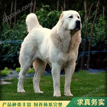 大型中亚犬 、中亚幼犬  大骨架纯种  农家养殖出售