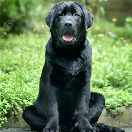 大骨架拉布拉多犬 聪明易养 抗病能力强 善良且忠实