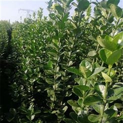 出售1.5米 1.8米 2米 3米北海道黄杨 园林绿化用常绿灌木