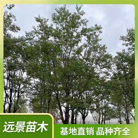 乌桕 大型种植基地 工程绿化苗木 种类多 品质好