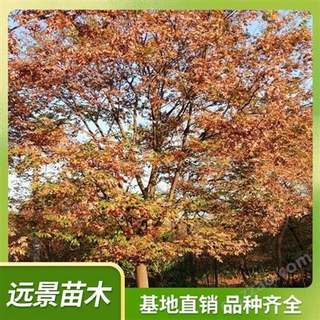 红榉树 榉树价 格 大型基地长期供应 树行优美 规格多