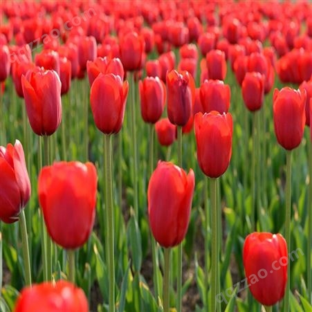 荷兰郁金香种球 多色系观赏花卉 带芽种子多年生花卉