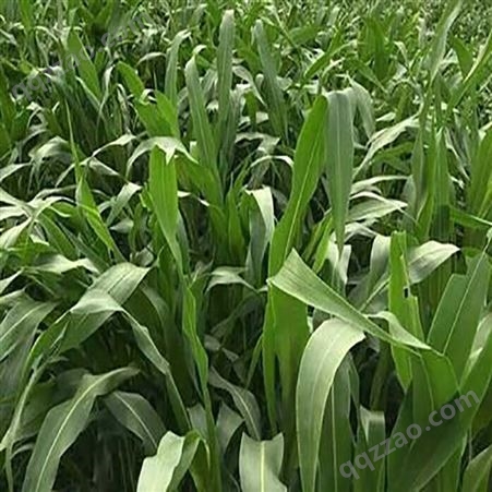 优质牧草种子基地直发红豆草发芽快饲料种籽牧草籽墨西哥玉米草