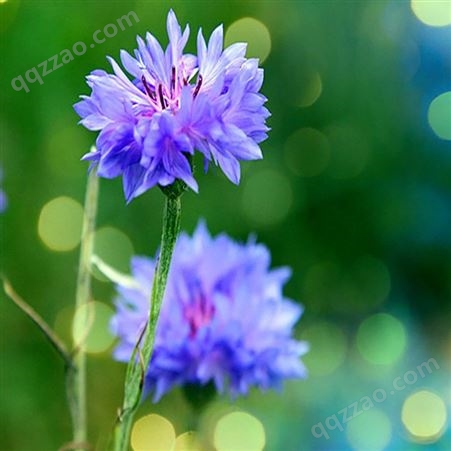 蓝紫色花系失车菊 景区花海打造花卉 颜色鲜艳 生长旺盛