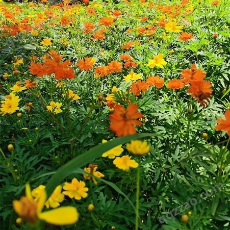 苗圃基地种植出售出售硫华菊花籽 花苞多 花朵大观赏性好