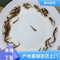 黄辣丁鱼苗 提供技术支持 喂养成本低 批发渔场